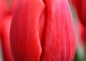 Tulipa Surrender ® (4)
